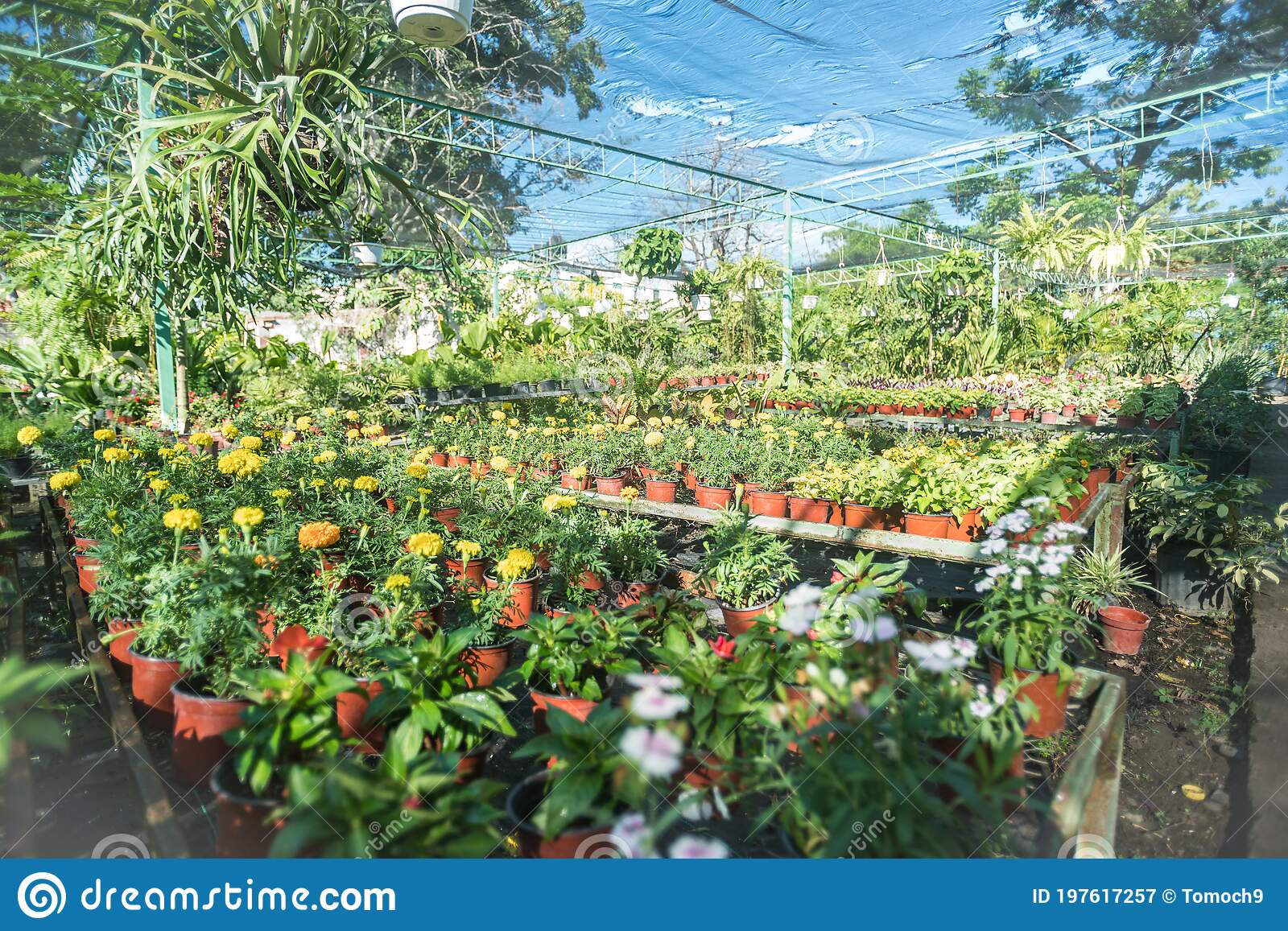 imagen-dramática-del-invernadero-de-viveros-jardín-caribeño-en-una-ciudad-costera-la-república-dominicana-bani-flores-y-197617257